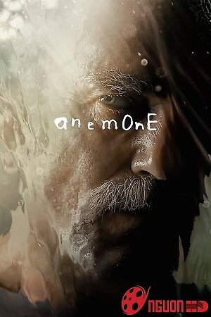 Hải Quỳ Nở Hoa