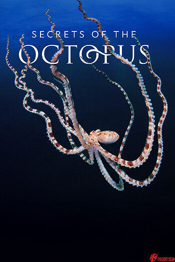 Secrets Of The Octopus