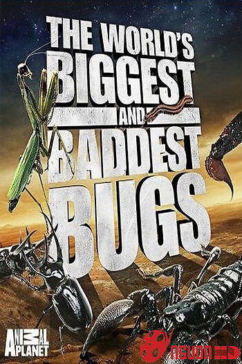 Thế Giới Côn Trùng Khổng Lồ Và Nguy Hiểm