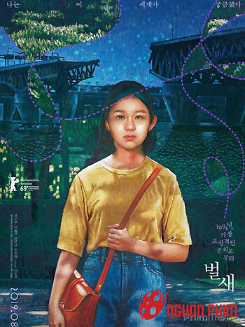 Tổ Của Chim Ruồi