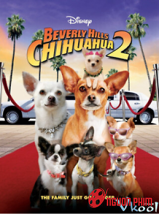 Beverly Hills Chi Hua Hua 2