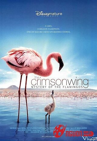 Bí Mật Của Chim Hồng Hạc