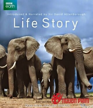 Câu Chuyện Cuộc Sống