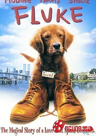 Chú Chó Fluke