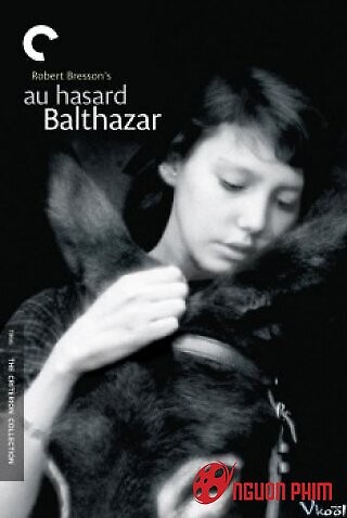 Chú Lừa Balthazar