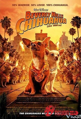 Những Chú Chó Chihuahua Ở Đồi Beverly
