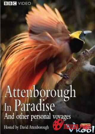 Những Loài Chim Thiên Đường