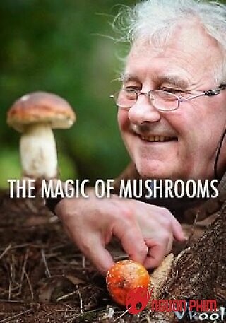 Sự Kỳ Diệu Của Nấm