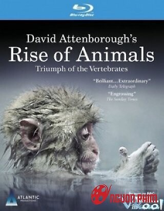 Sự Tiến Hóa Của Động Vật