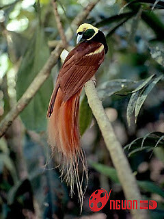 Chim Thiên Đường