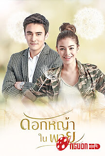 Hoa Cỏ Lau Trong Bão